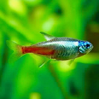 Parach.innesi   Neon tetra diamant M